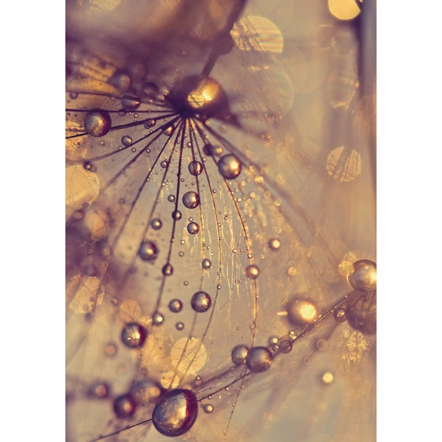 Color sample Dandelion with golden drops - (192,8 x 260,5 cm) 5,022m²